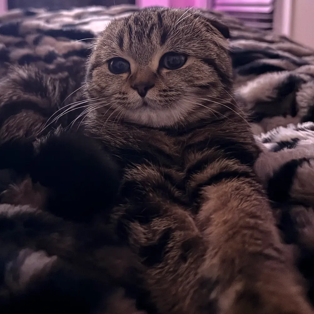 Teddy snuggled into a soft blanket