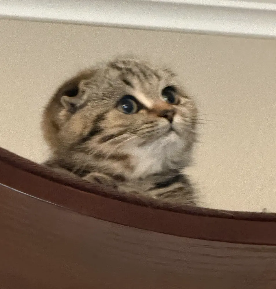 Teddy peeking over the edge of a cat bed