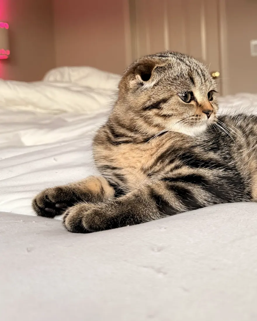 Teddy, a brown spotted tabby Scottish Fold with green eyes, lounging on a bed