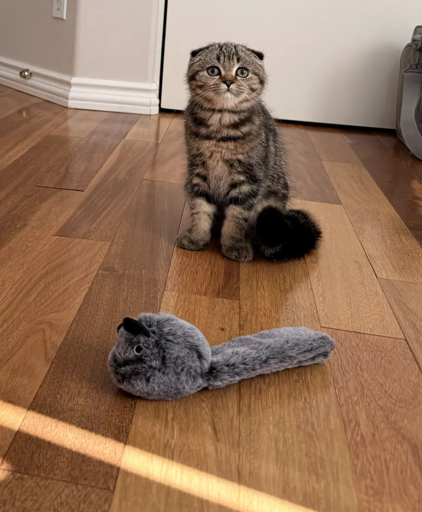 Teddy sitting upright on a wood floor beside a plush toy