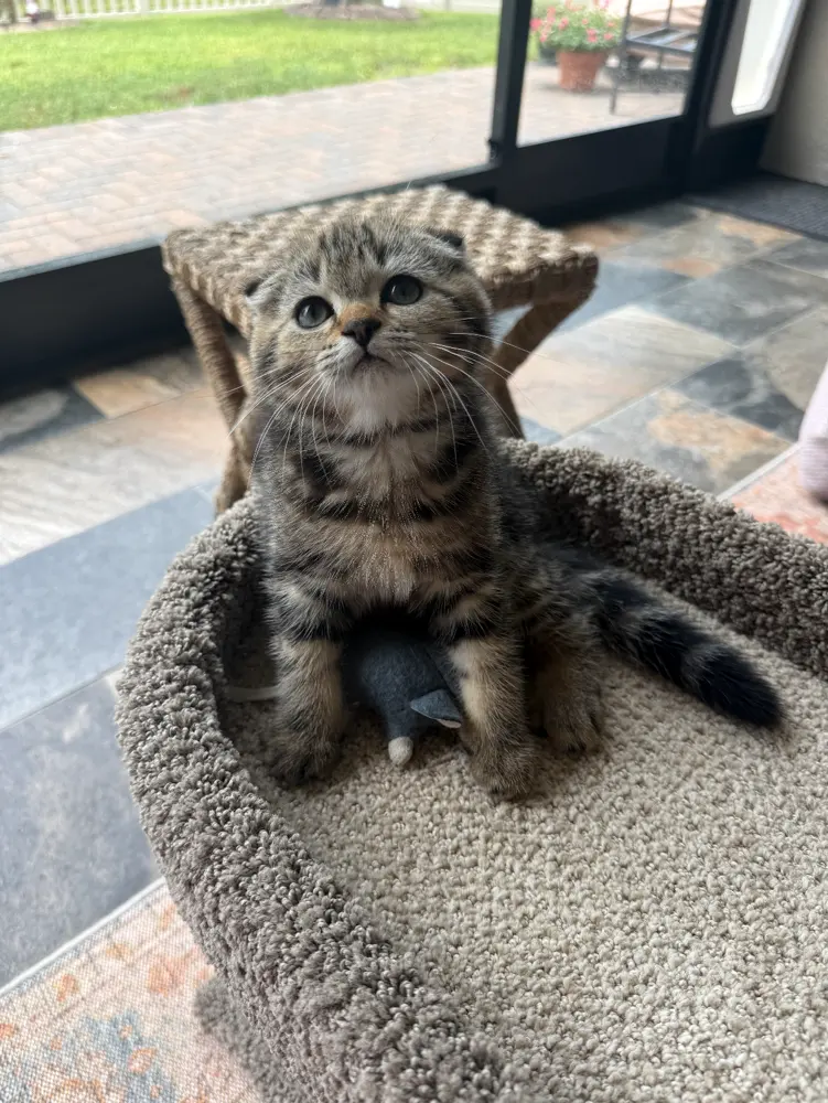 Young Teddy sitting in a plush cat bed by a window